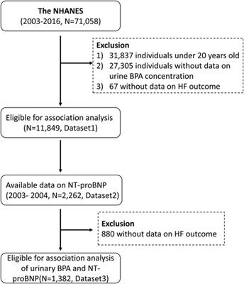 Association of urinary bisphenol A levels with heart failure risk in U.S. adults from the NHANES (2003–2016)